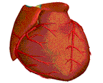 Animationsfilm: Cardioscape-Trainer-basic, Simulierte Herzerregung, Sinusrhythmus